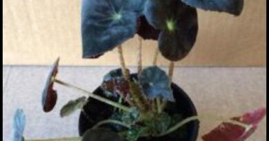 Begonia ‘Black Fancy’
