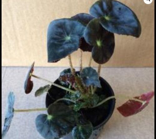 Begonia ‘Black Fancy’