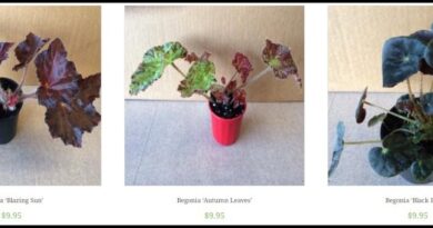 Extending Your Way of Life into Gardens begonias