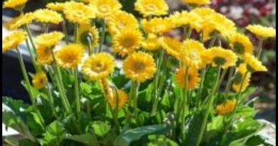 Ultimate Handbook for Buying Gerbera Plants in Australia Ultimate Handbook for Buying Gerbera Plants in Australia
