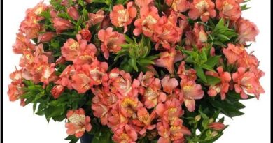 The Importance of Indoor Plants in Any Home