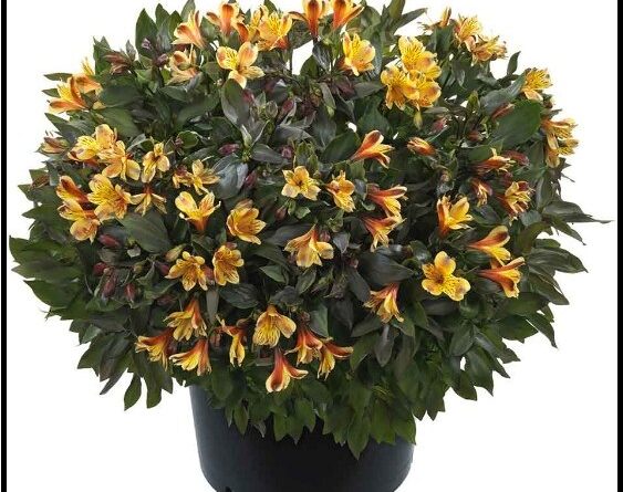 Why the Interest in Plants and Gardens Is on the Rise