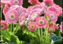 A Complete Guide to Brightening Your Garden with Gerberas and Begonias A Complete Guide to Brightening Your Garden with Gerberas and Begonias