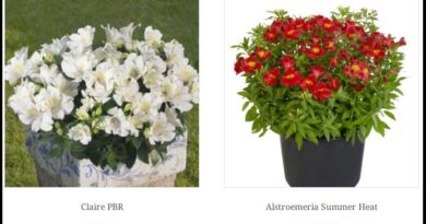 Alstroemeria Plants: A Colorful and Long Lasting Garden Favorite alstroemeria3