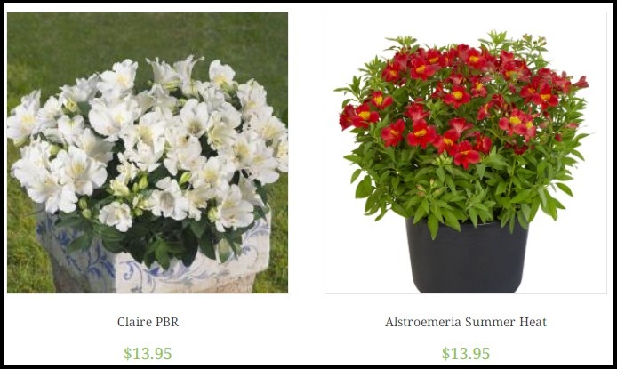 alstroemeria3